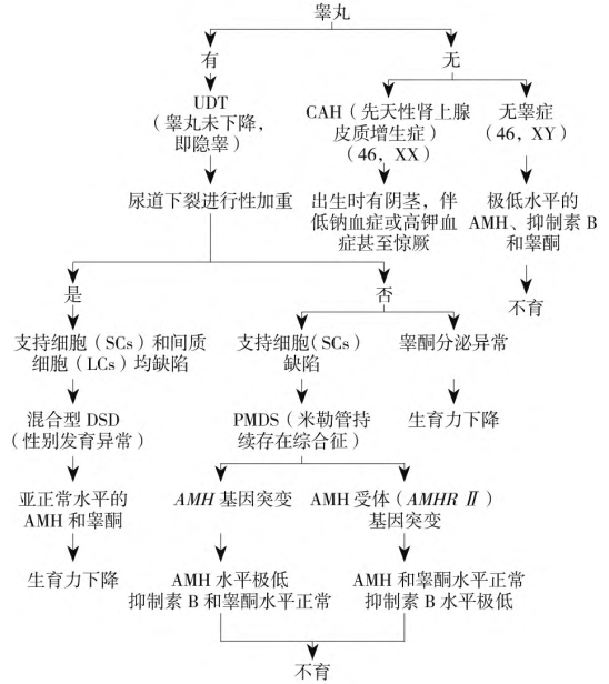 在新共識中認識AMH